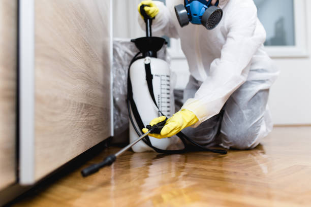 Best Flea Control Services  in Little Rock, AR