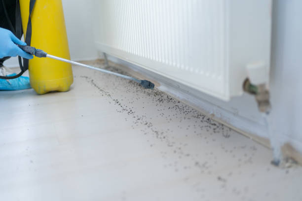 Best Wasp Removal Services  in Little Rock, AR